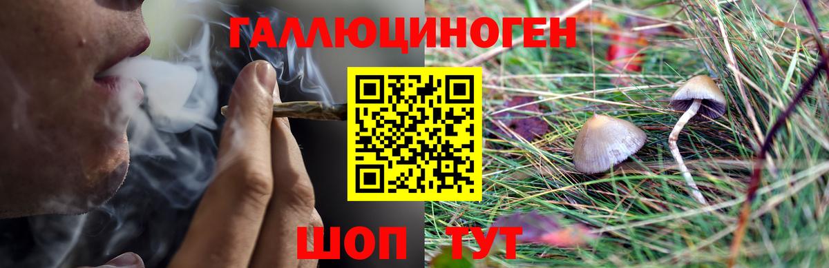Галлюциногенные грибы Psilocybe Тамбов
